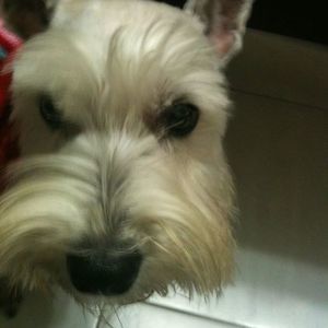 Meet your Posher, Elsa